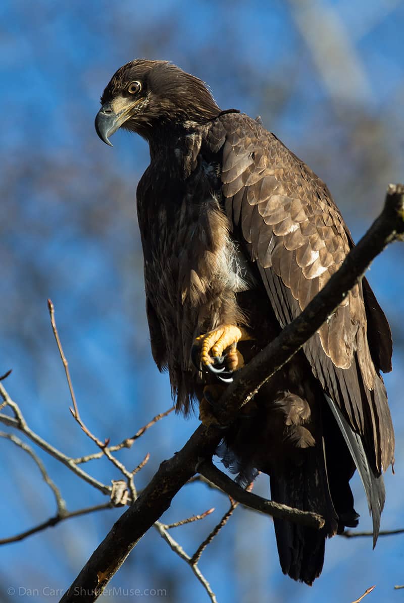 Canon 200-400 bird photography