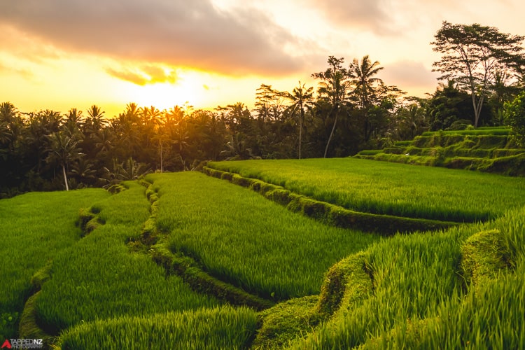 Bali ricefields as the sun sets, Indonesia. Shot on Sony RX1R