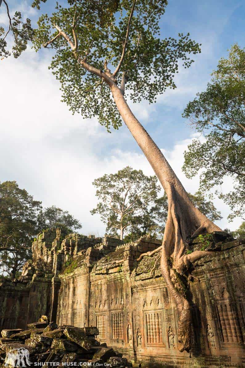 cambodia temple tree