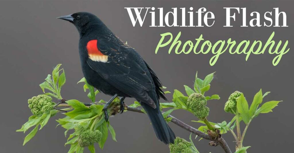 Using Flash For Wildlife Photography Shutter Muse