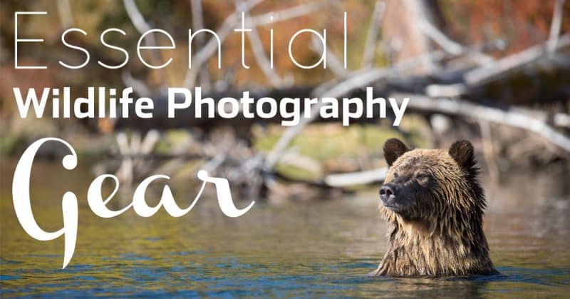 9 Essential Pieces Of Wildlife Photography Gear (+ One Myth!)