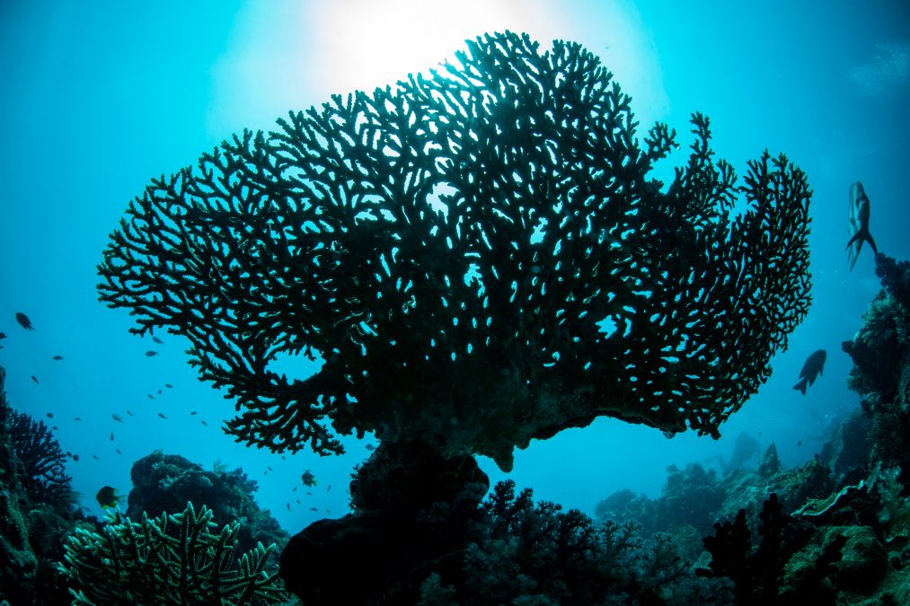 What does CFWA Mean in Underwater Photography?