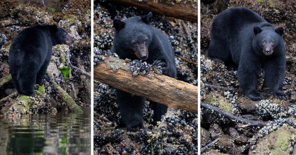 wildlife photography Archives Shutter Muse