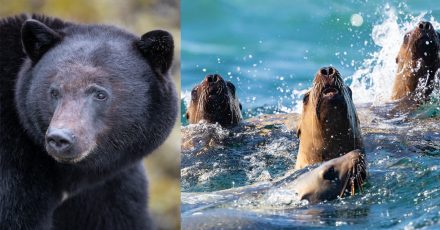 10 Top Tips for Photographing Wildlife from a Boat