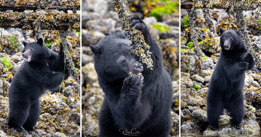 Using Flash For Wildlife Photography Shutter Muse