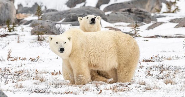 Rendezvous with the Ice Bear - Photographing Polar Bears in Churchill.