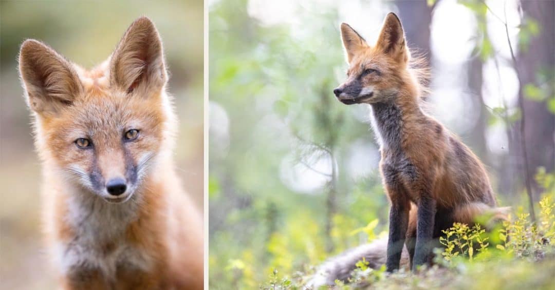 Using Flash For Wildlife Photography Shutter Muse