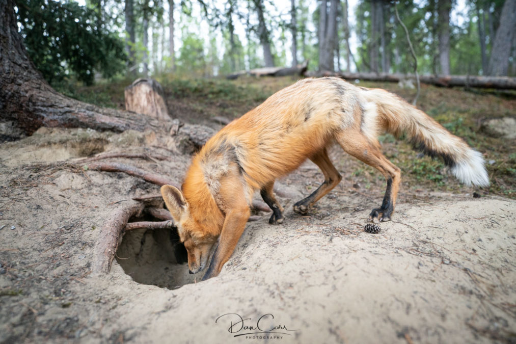 Bluetooth Camera Remote for Intimate Wildlife Photography