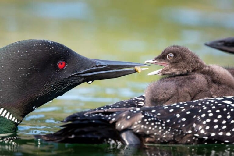 A Guide to Photographing From a Kayak