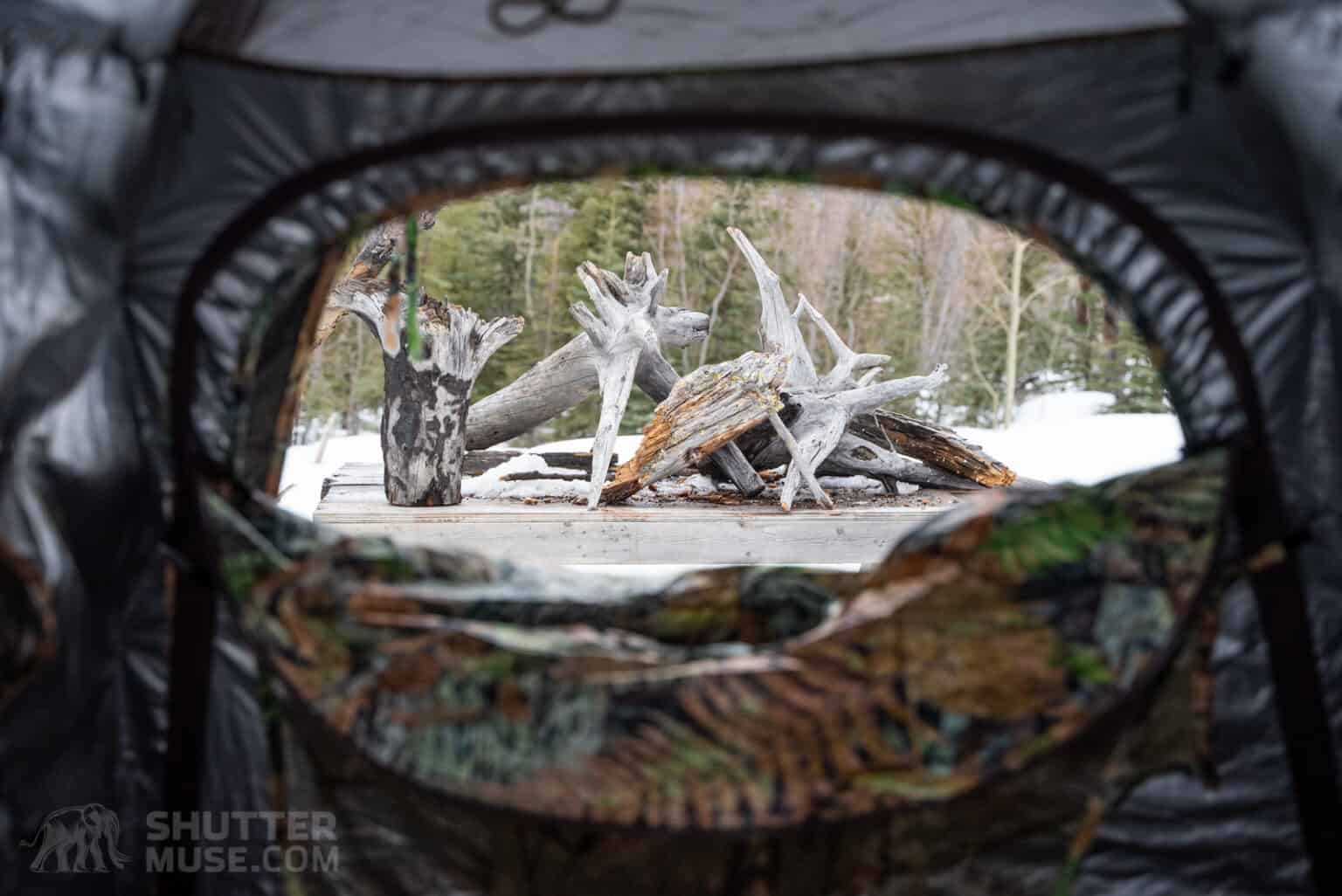 The Ultimate Guide to Better Backyard Bird Photography