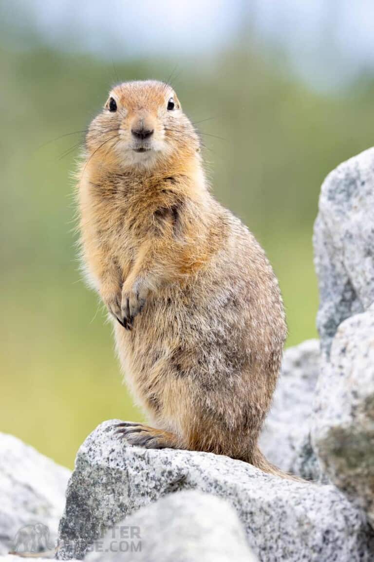 Skimmer Ground Pod II Review for Great Wildlife Photography