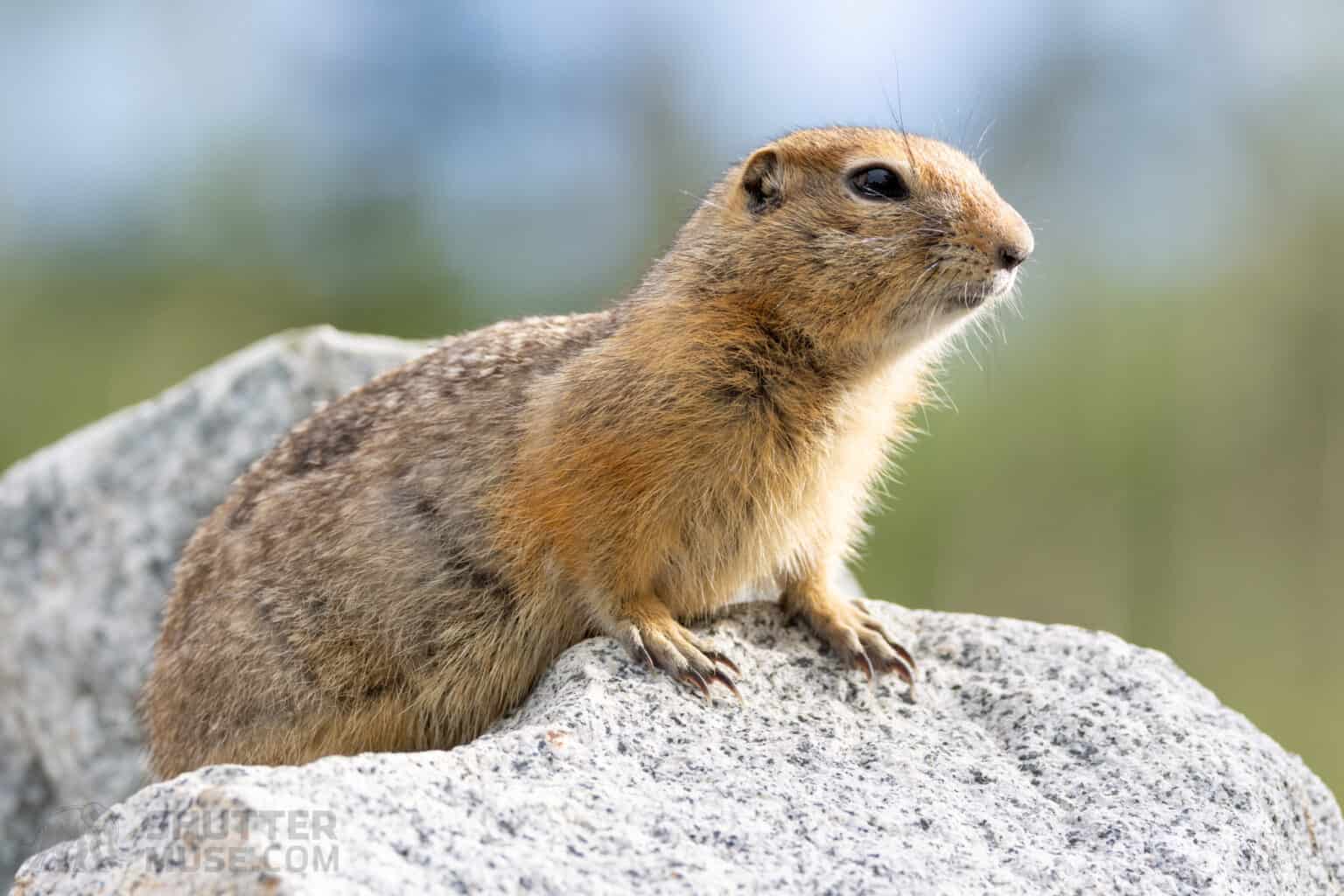 Skimmer Ground Pod II Review for Great Wildlife Photography