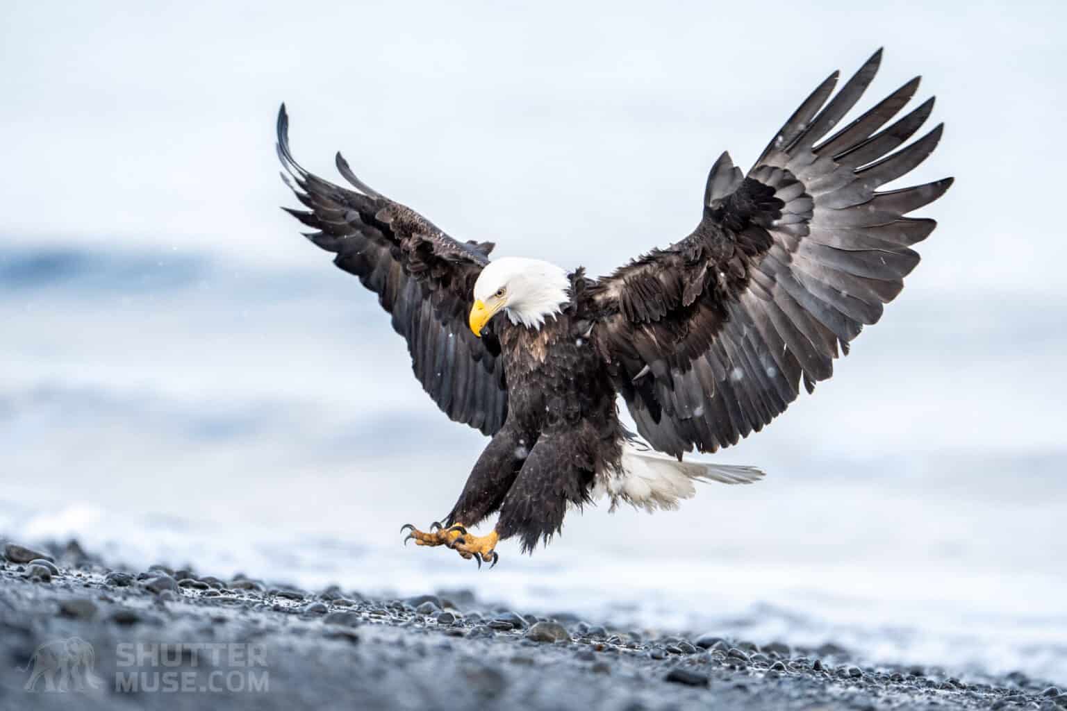 The Best Sony Lenses for Wildlife Photography in 2026